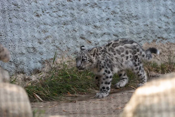 Leopardo de la nieve Panthera uncia — Foto de Stock