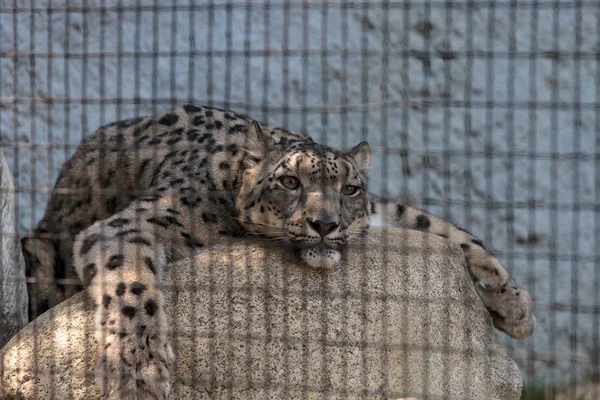 Snow leopard Panthera uncia — Stockfoto