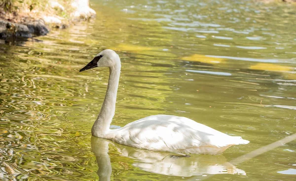 Cisne trompetista Cygnus buccinators — Foto de Stock