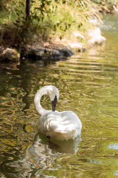 Cisne trompetista Cygnus buccinators — Foto de Stock