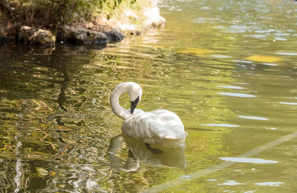 Cisne trompetista Cygnus buccinators — Foto de Stock