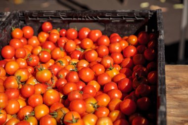 Renkli kiraz domates karışımı