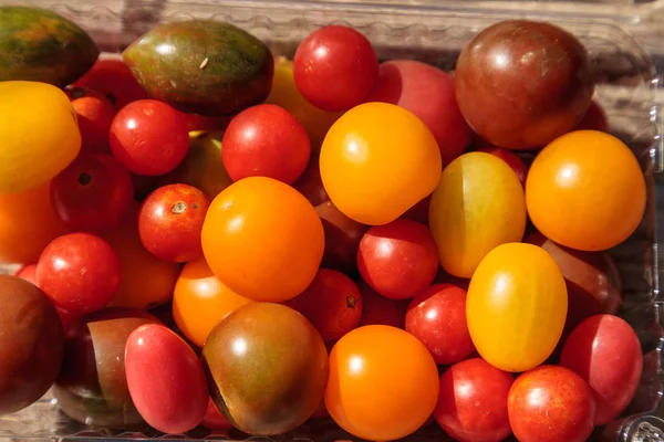 Bright colorful cherry tomatoes in red, yellow, green and purple — Stock Photo, Image