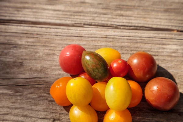 Tomates cherry de colores brillantes en rojo, amarillo, verde y púrpura —  Fotos de Stock