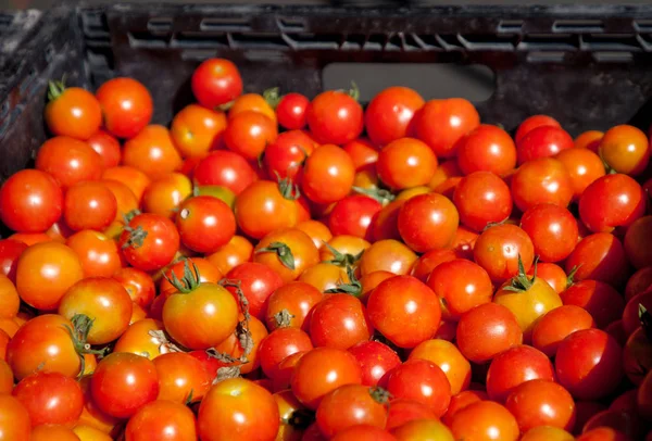 Mezcla de coloridos tomates cherry —  Fotos de Stock