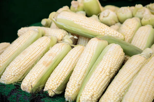 Yellow sweet corn ears shucked