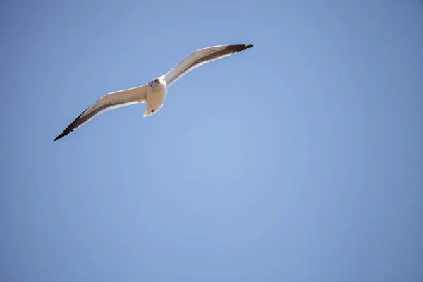 Califórnia Gull Larus californicus voa através de um céu azul — Fotografia de Stock
