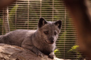 Kutup tilkisi Vulpes lagopus