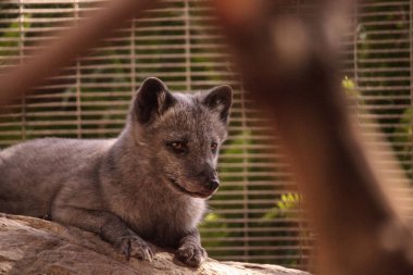 Kutup tilkisi Vulpes lagopus