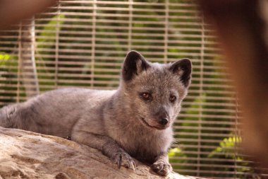 Kutup tilkisi Vulpes lagopus