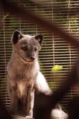 Kutup tilkisi Vulpes lagopus