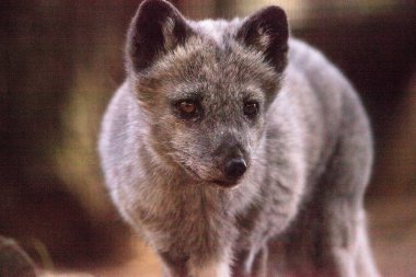 Kutup tilkisi Vulpes lagopus 