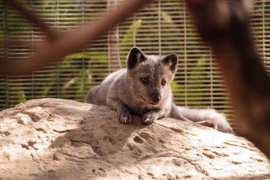 Kutup tilkisi Vulpes lagopus