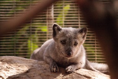 Kutup tilkisi Vulpes lagopus