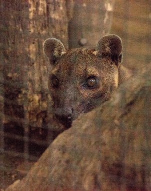 Fossa Cryptoprocta ferox Madagaskar'a endemik