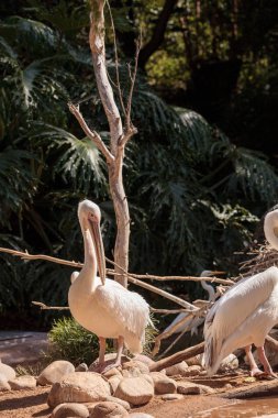 Büyük beyaz Pelikan Pelecanus onocrotalus