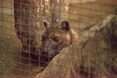 Fossa Cryptoprocta ferox Madagaskar'a endemik