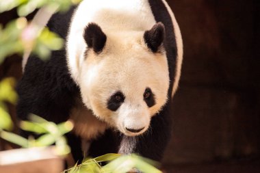 Ailuropoda melanoleuca bilinen dev panda ayısı