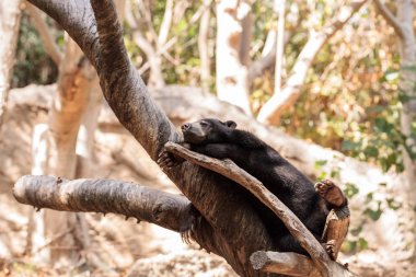 Sun bear Helarctos malayanus sleeps on a tree clipart