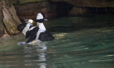 Philomachus pugnax denilen ruff ördek