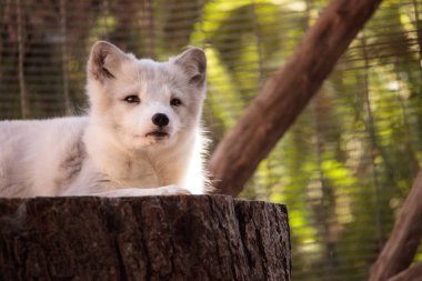 Kutup tilkisi Vulpes lagopus