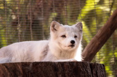 Kutup tilkisi Vulpes lagopus