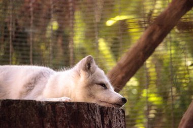 Kutup tilkisi Vulpes lagopus