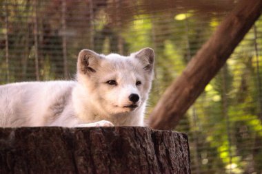 Kutup tilkisi Vulpes lagopus