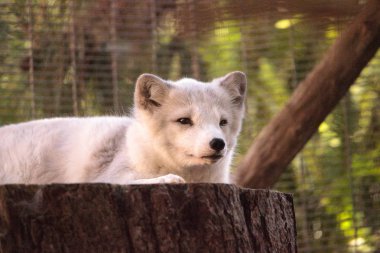 Kutup tilkisi Vulpes lagopus