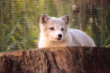 Kutup tilkisi Vulpes lagopus