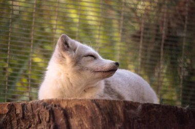 Kutup tilkisi Vulpes lagopus