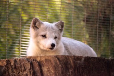 Kutup tilkisi Vulpes lagopus