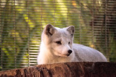 Kutup tilkisi Vulpes lagopus