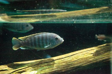 Tatlı su nehirleri Afrika Afrika cichlidleri Cichlidae yüzmek