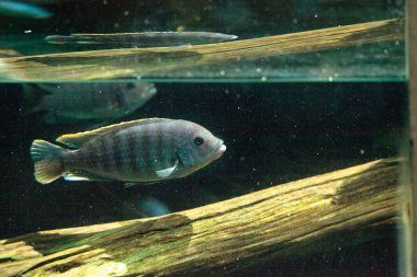 Tatlı su nehirleri Afrika Afrika cichlidleri Cichlidae yüzmek