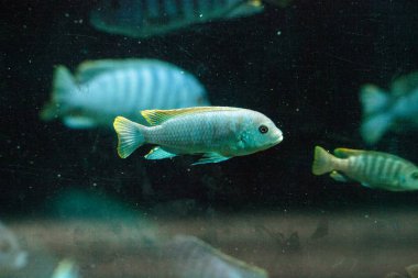 Tatlı su nehirleri Afrika Afrika cichlidleri Cichlidae yüzmek