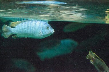 Tatlı su nehirleri Afrika Afrika cichlidleri Cichlidae yüzmek