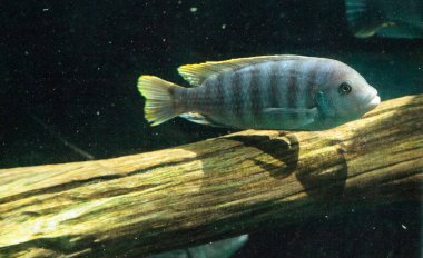 Tatlı su nehirleri Afrika Afrika cichlidleri Cichlidae yüzmek