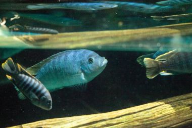 Tatlı su nehirleri Afrika Afrika cichlidleri Cichlidae yüzmek