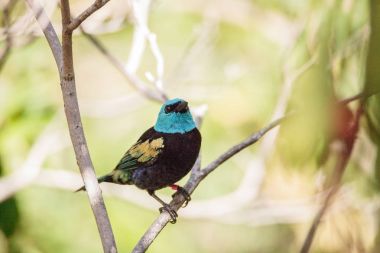 Mavi yakalı tanager Tangara cyanicoilis