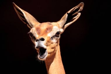 Güney Gerenuk Litocranius Walleri