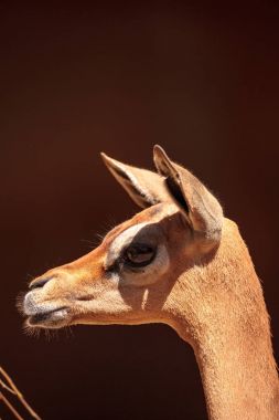 Güney Gerenuk Litocranius Walleri