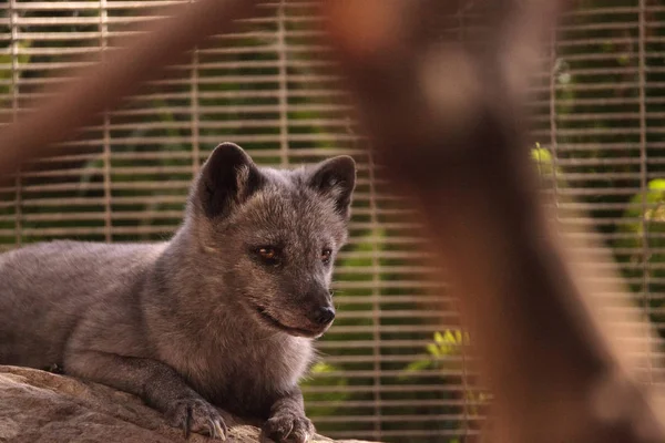 Kutup tilkisi Vulpes lagopus