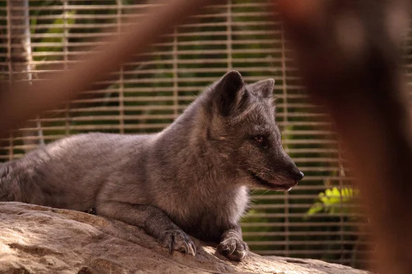 Kutup tilkisi Vulpes lagopus
