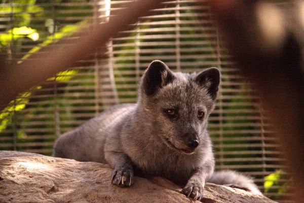 Zorro ártico Vulpes laguna — Foto de Stock