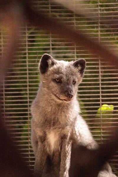 Kutup tilkisi Vulpes lagopus