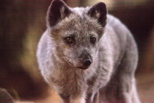 Raposa ártica Vulpes lagopus — Fotografia de Stock