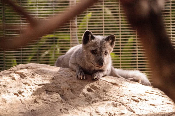 Kutup tilkisi Vulpes lagopus