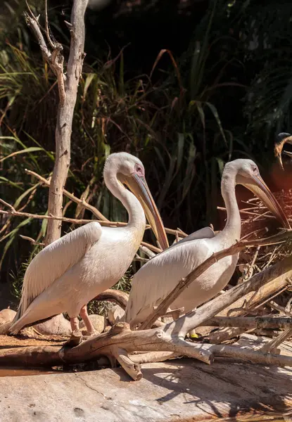 Grandes pelícanos blancos Pelecanus onocrotalus — Foto de Stock