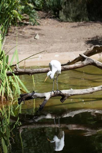 Great egret bird, Ardea alba — Stock Photo, Image